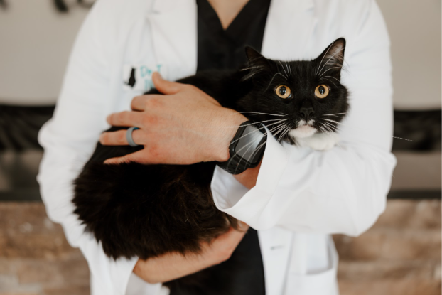 Veterinarian holding a black-and-white senior cat during a veterinary examination.